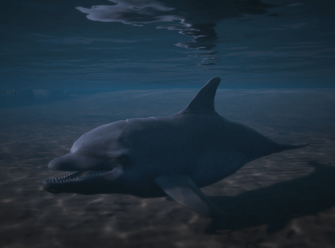 a_c_dolphin
