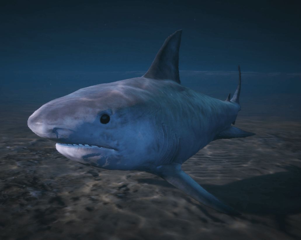 a_c_sharktiger