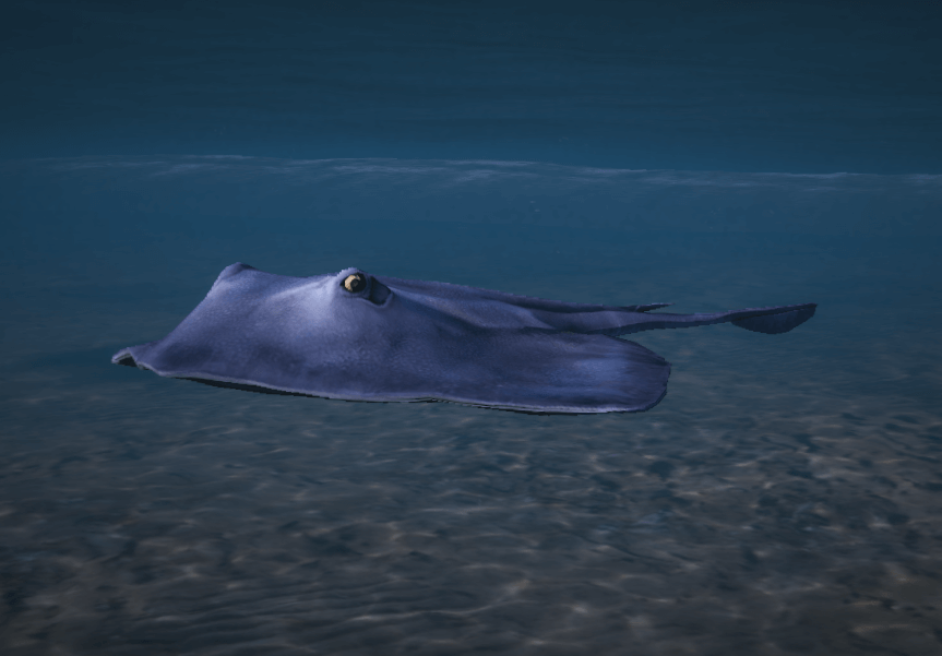 a_c_stingray